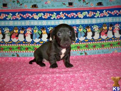 Dachshund Puppies for Sale